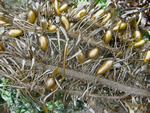 Feathered Boa Seaweed